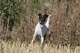 FOX TERRIER POIL LISSE 035